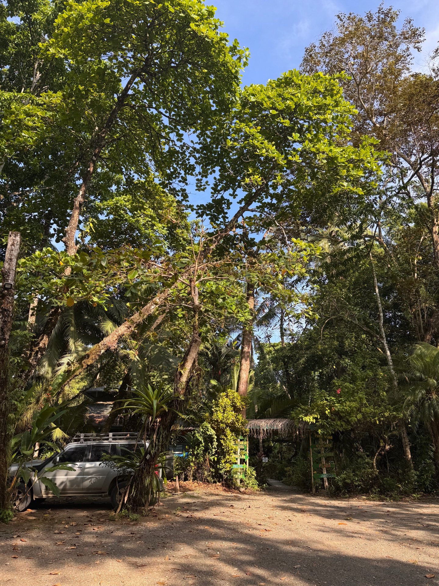 Towering jungle canopy and blue sky above Chosa Manglar Nature Retreat, Osa Peninsula
