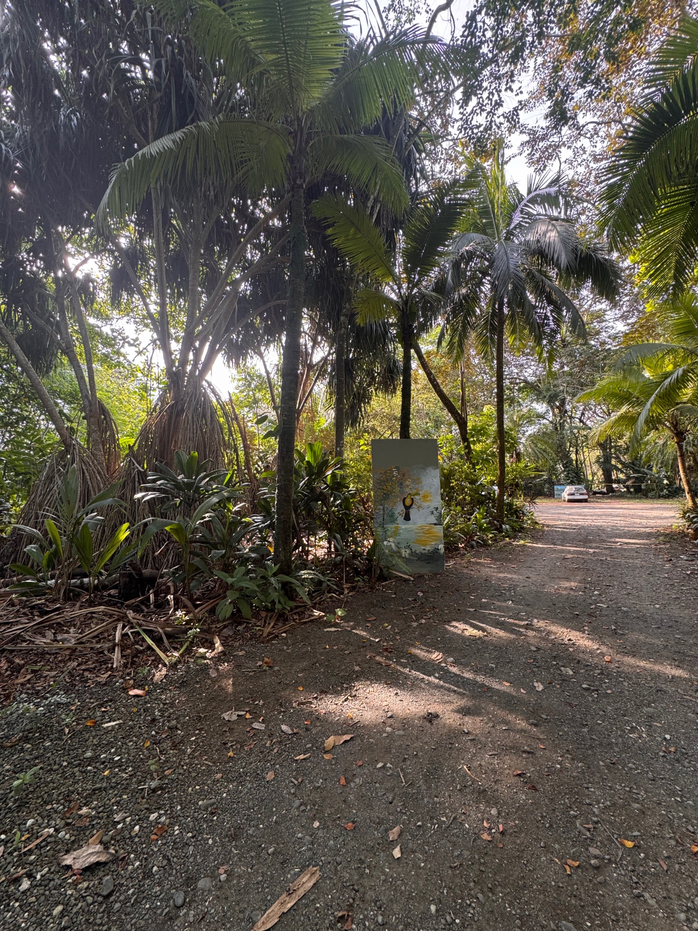 Dappled light on a jungle path with a toucan painting at Chosa Manglar, Costa Rica